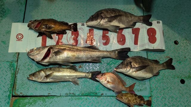 マダイ・クロダイ・マタカ(スズキ)・メバル