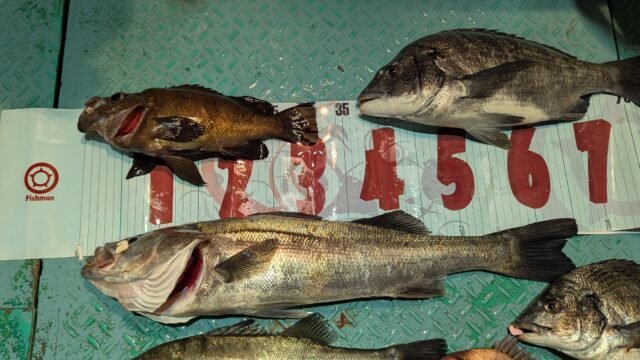 クロダイ・マタカ(スズキ)・メバル