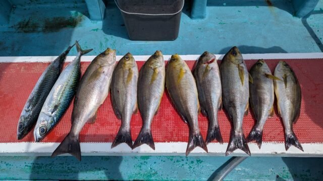 イサキ・サバ(ゴマサバ)