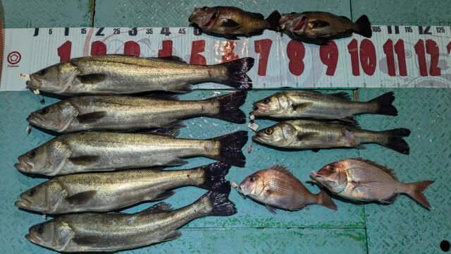 マダイ・マタカ(スズキ)・メバル