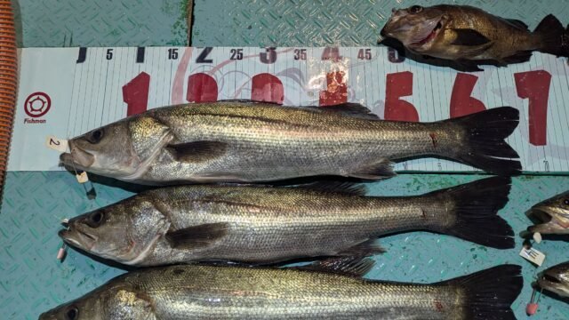 マタカ(スズキ)・メバル