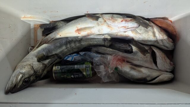 マタカ(スズキ)