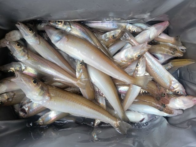 キス(シロギス)