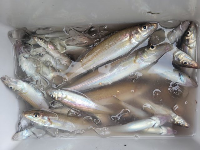 キス(シロギス)