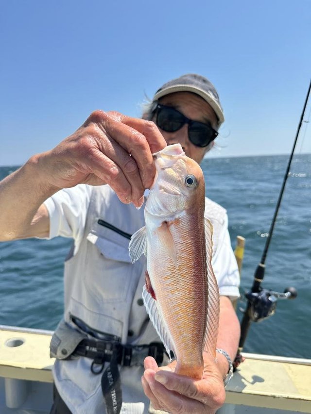 アマダイ(アカアマダイ)