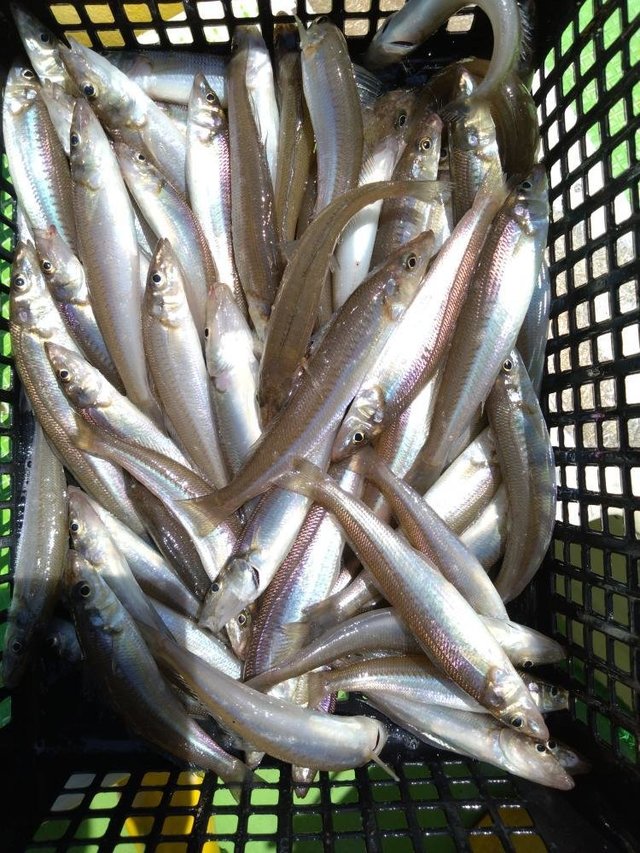 シロキス(シロギス)