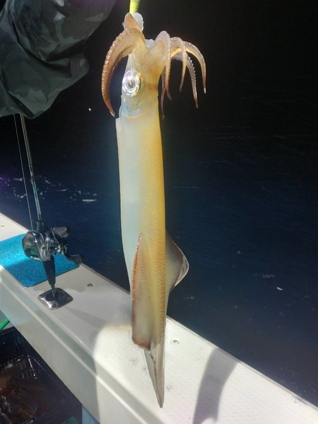 イカ(ヤリイカ)