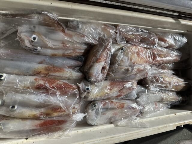 ケンサキ(ケンサキイカ)