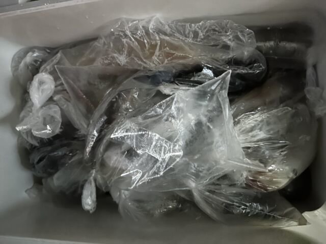 ケンサキ(ケンサキイカ)