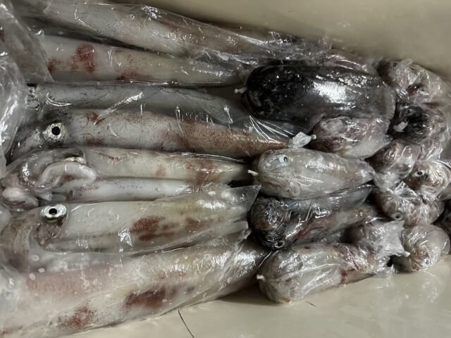 ケンサキ(ケンサキイカ)