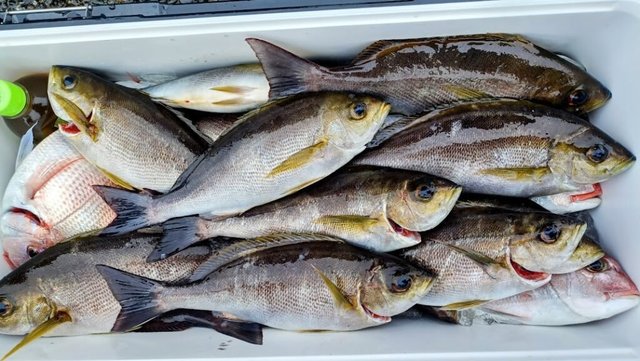 マダイ・イサキ