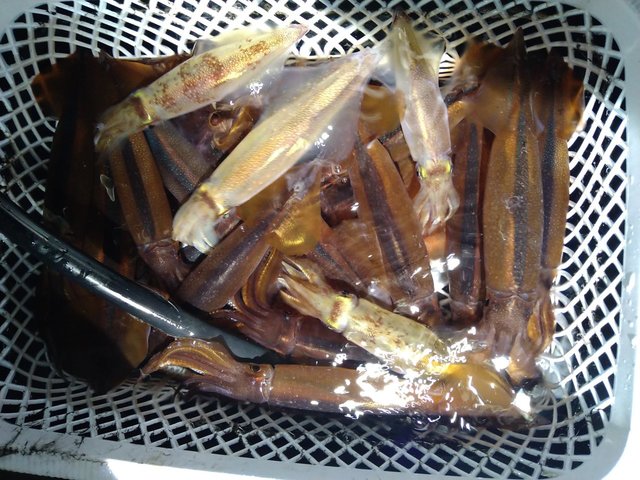 ケンサキイカ・スルメ(スルメイカ)