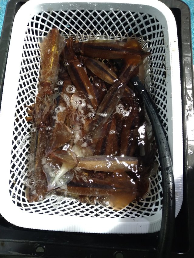 ケンサキイカ・スルメ(スルメイカ)