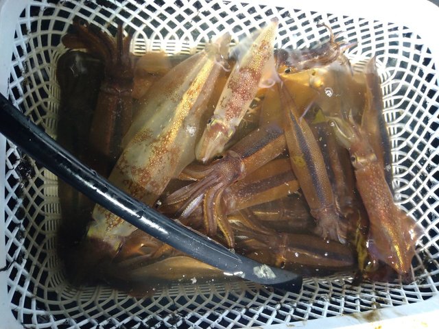 ケンサキイカ・スルメ(スルメイカ)