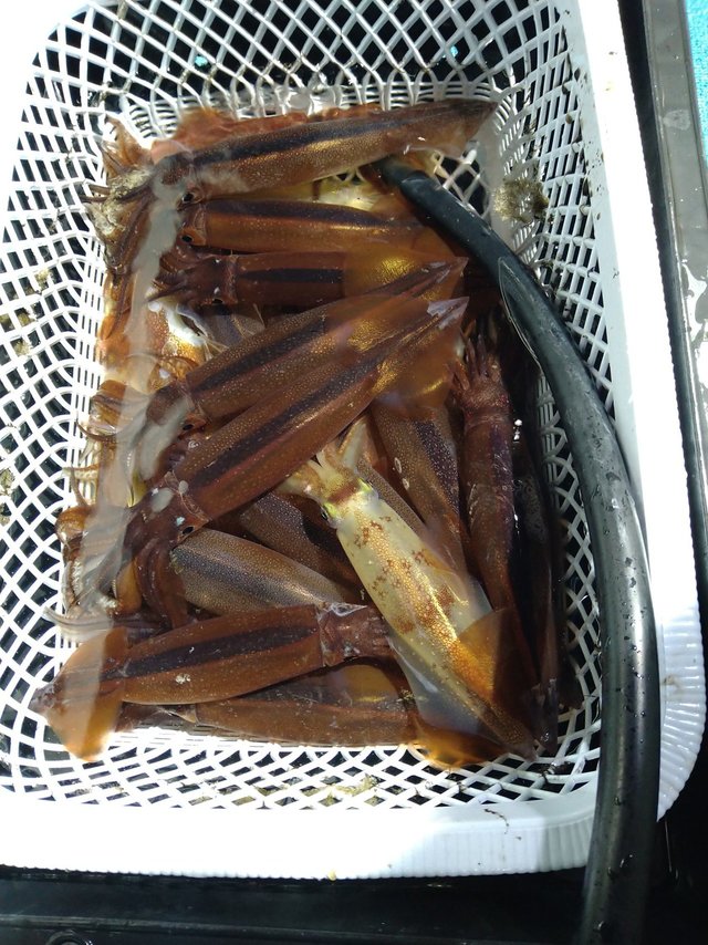 ケンサキイカ・スルメ(スルメイカ)