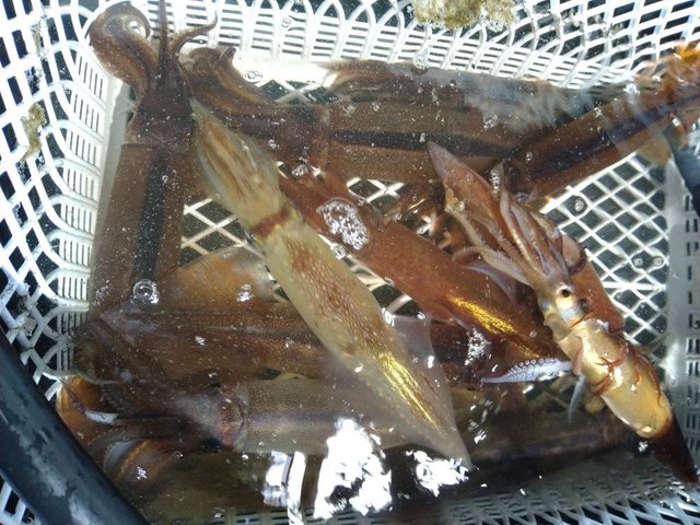 ケンサキイカ・スルメ(スルメイカ)