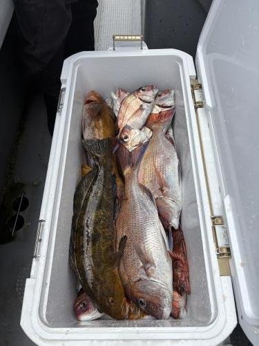 マダイ・カンダイ(コブダイ)・メバル・アイナメ