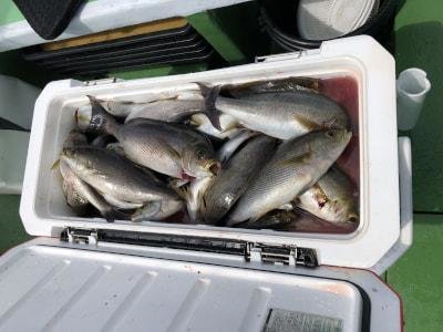 イサギ(イサキ)