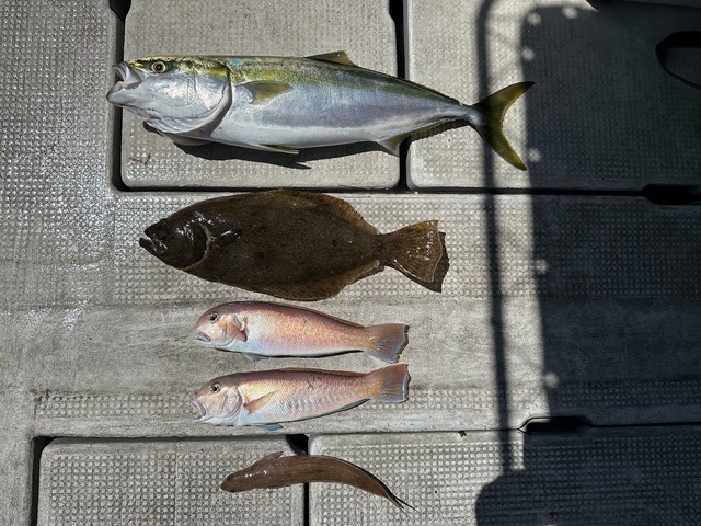 メジロ(ブリ)・シロアマダイ・ヒラメ