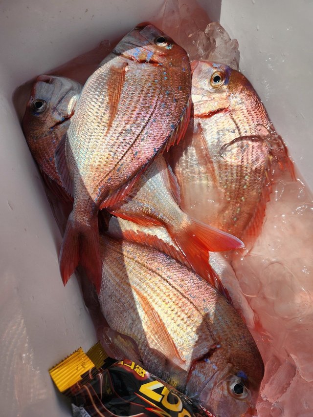 ハナダイ(チダイ)