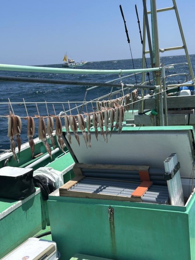 ムギイカ(スルメイカ)