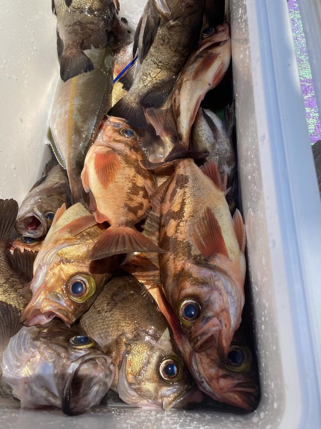 カンパチ・メバル