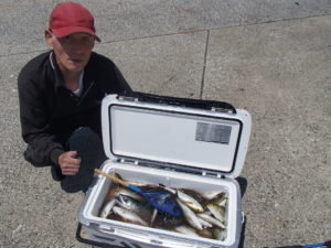 マアジ・イサキ