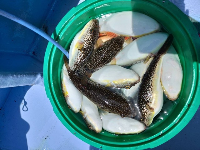 ショウサイフグ