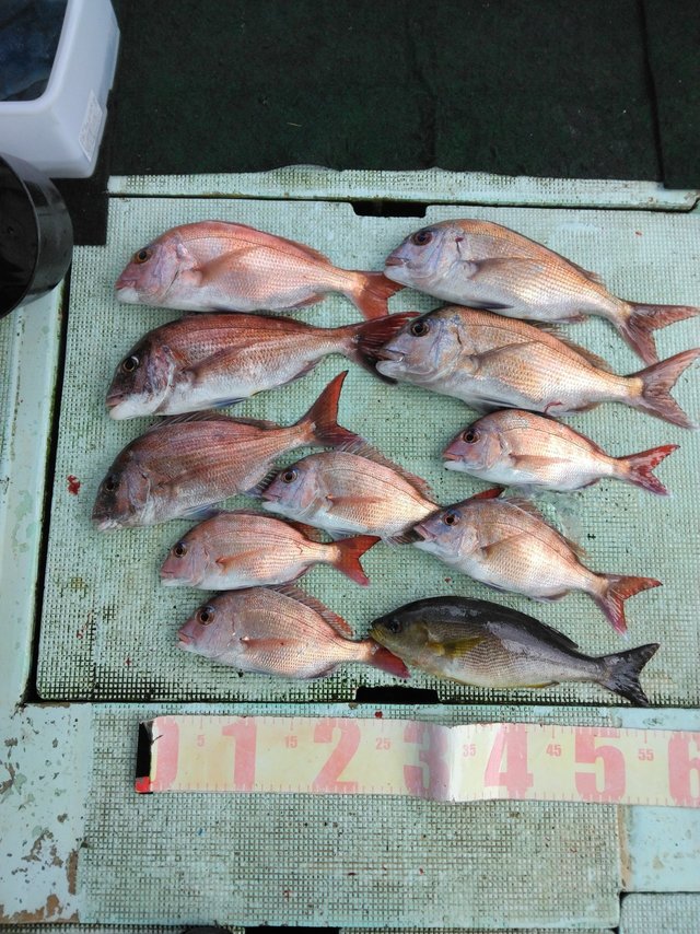 マダイ・イサギ(イサキ)