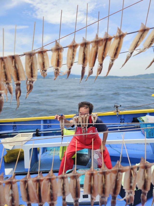 ムギイカ(スルメイカ)