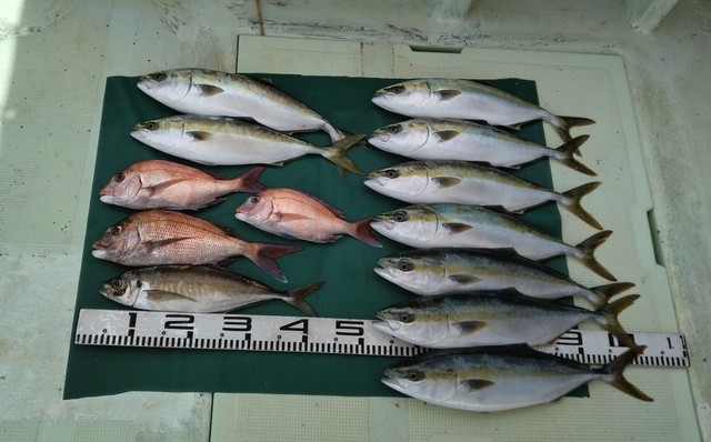 マダイ・マアジ・ハマチ(ブリ)