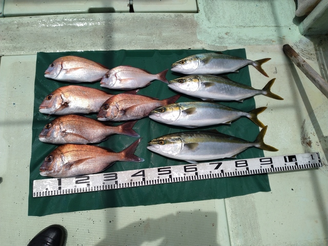 マダイ・チダイ・ハマチ(ブリ)