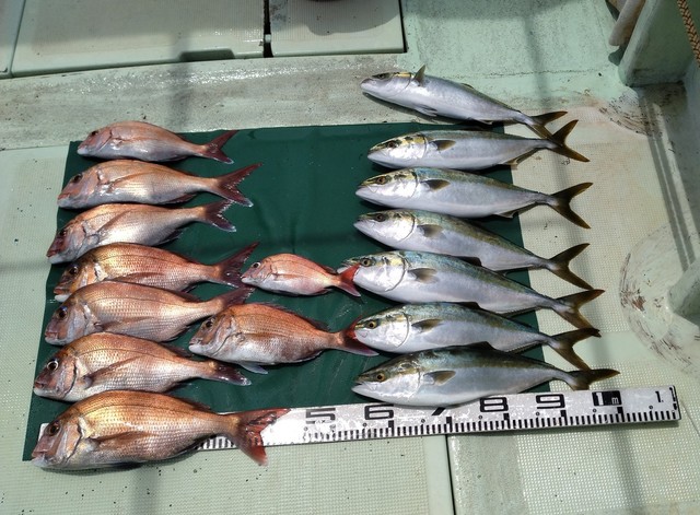 マダイ・ハマチ(ブリ)