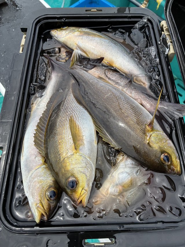 イサギ(イサキ)