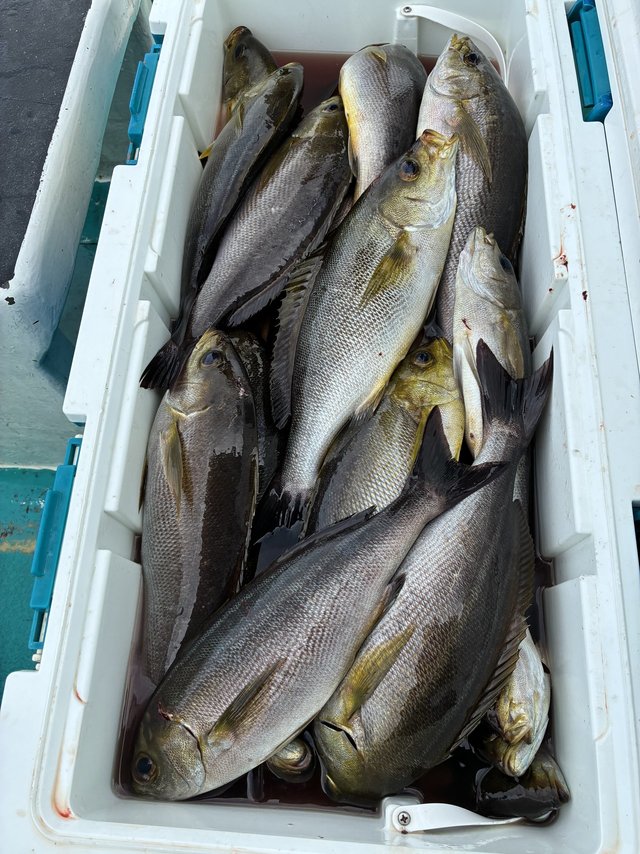 イサギ(イサキ)