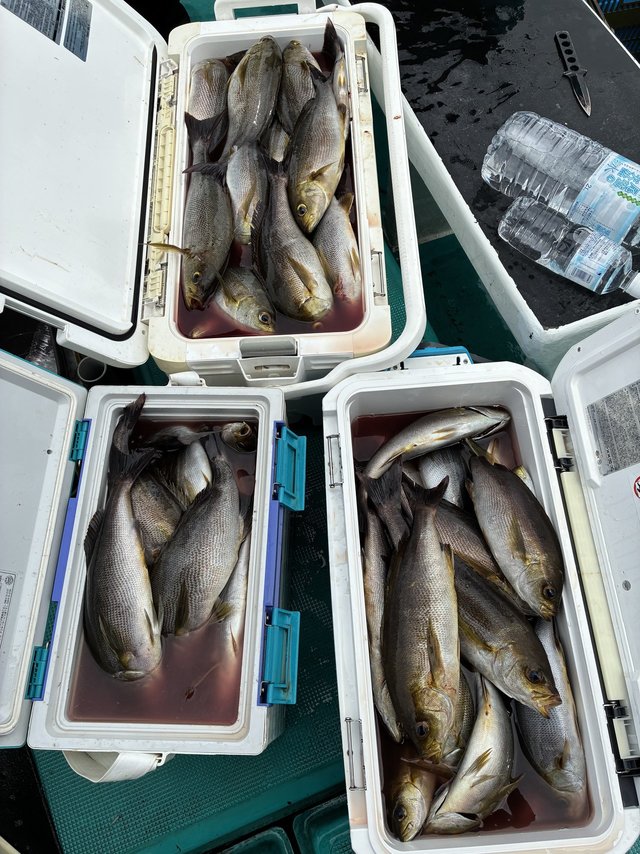 イサギ(イサキ)