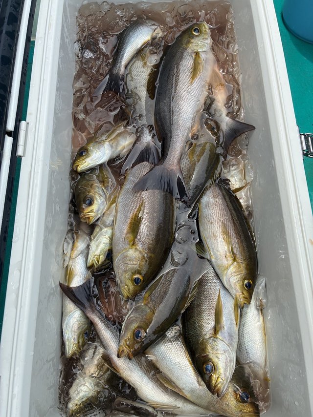 イサギ(イサキ)