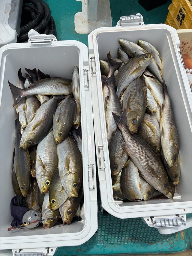 イサギ(イサキ)