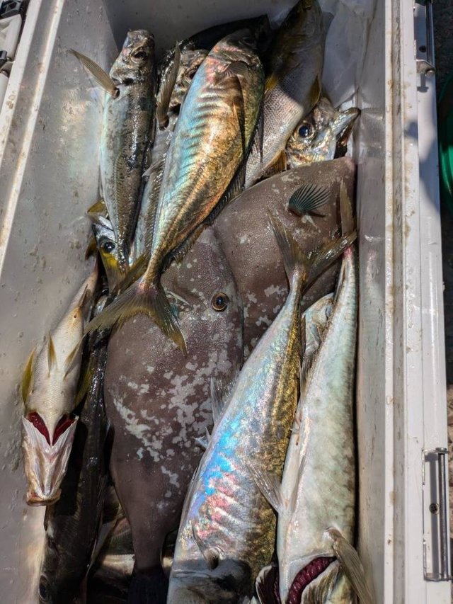 アジ(マアジ)・ウマズラハギ(ウマヅラハギ)