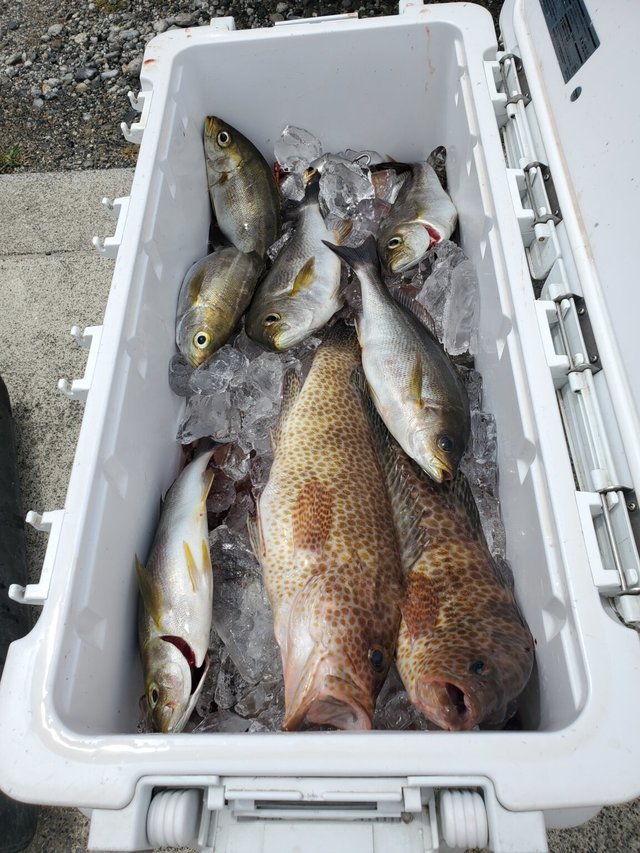 オオモンハタ・イサキ