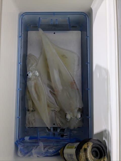 アカイカ(ケンサキイカ)