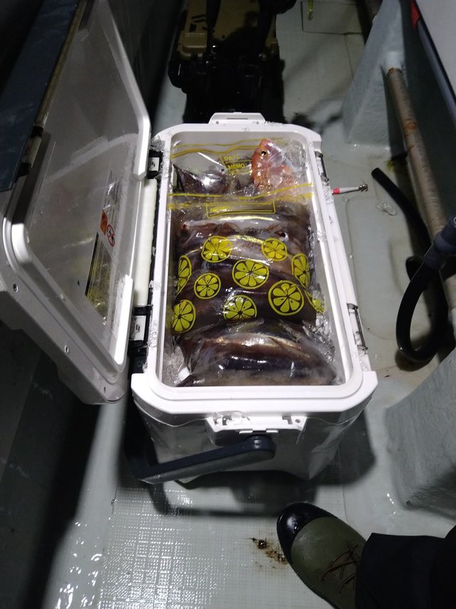 イカ(ケンサキイカ)