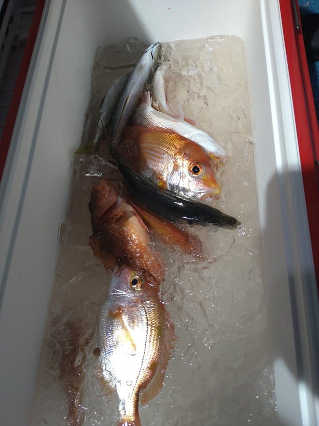 チダイ・アジ(マアジ)