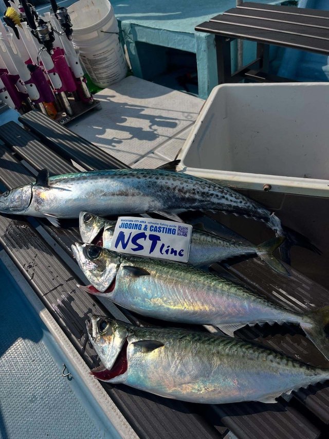 アジ(マアジ)・サワラ