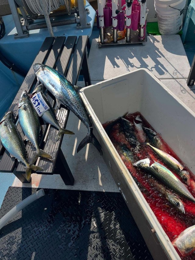 アジ(マアジ)・サワラ・サバ(ゴマサバ)