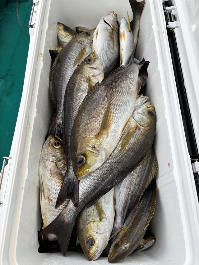 イサギ(イサキ)