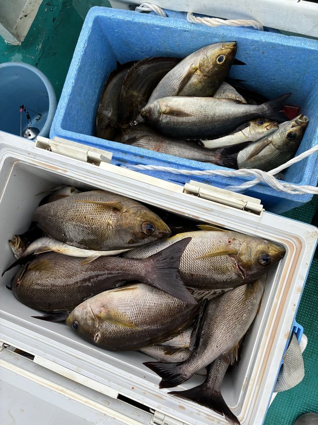 イサギ(イサキ)