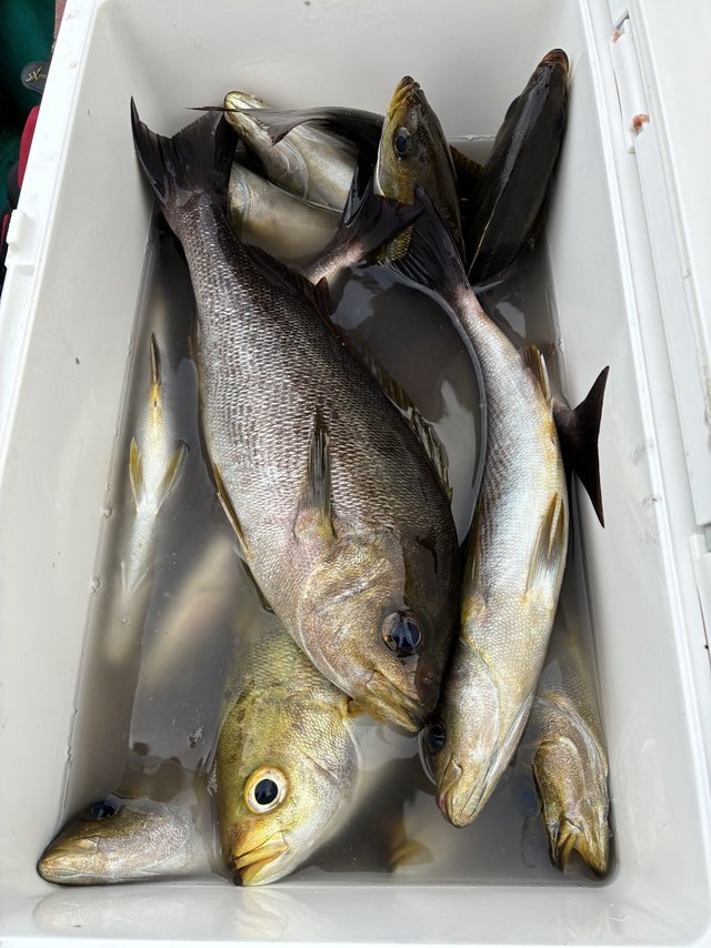 イサギ(イサキ)