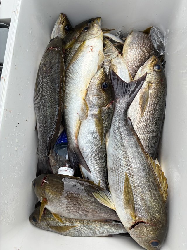 イサギ(イサキ)