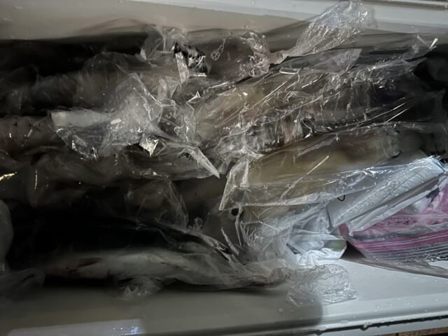 ケンサキ(ケンサキイカ)